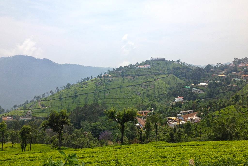Ooty-tea-plantation