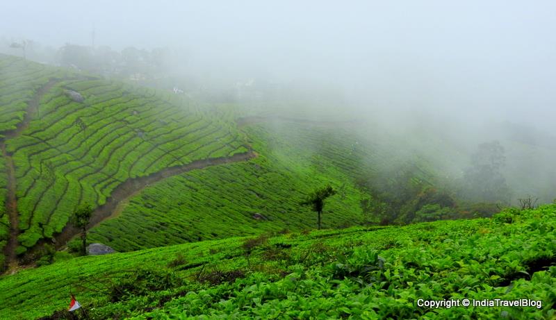 Munnar beautiful view near Plum Judy