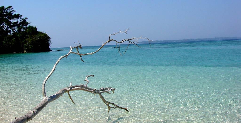 bare tree branches in Andaman Islands
