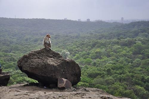 Sanjay Gandhi National Park Tourist Guide | Borivali National Park Tourist Information Sanjay Gandhi National Park Tourist Guide | Borivali National Park Tourist Information