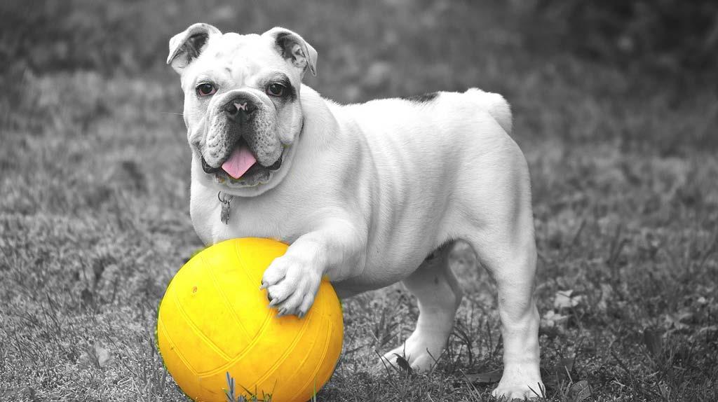 bulldog-playing-with-ball