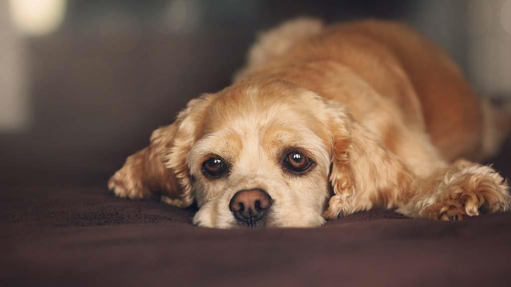 Cute-young-dog