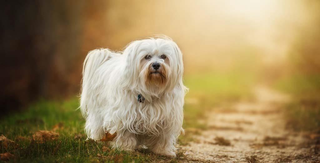 Cute-havanese-pet-dog