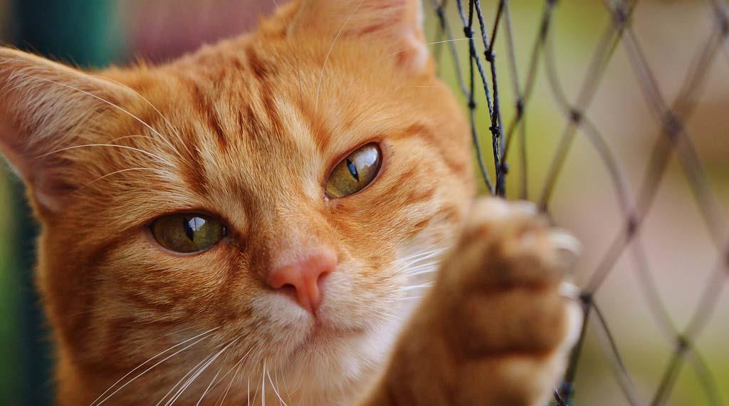 red-cute-mackerel-tiger