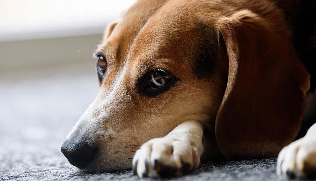 beagle-pet-dog-sitting-in-a-resort
