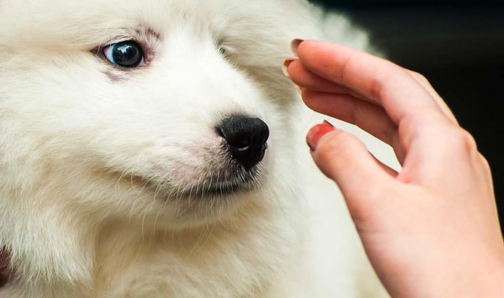 Playing-with-samoyed-pet-dog