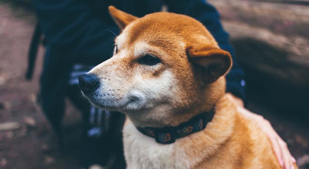 a-pet-dog-with-collar