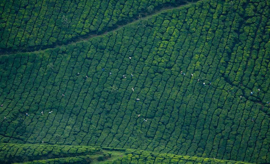 Sky-view-of-munnar-gardens