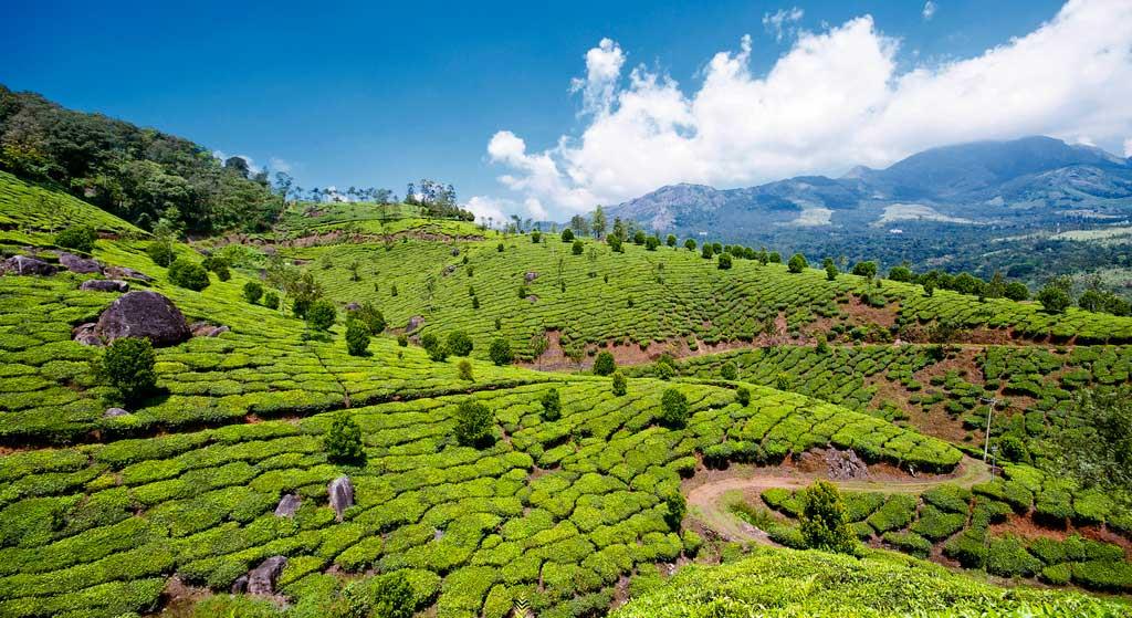 tea garden hills munnar