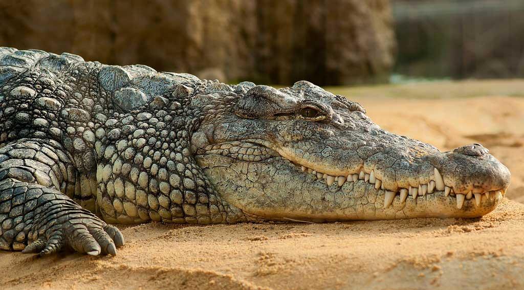 Trevors Crocodile Park mount abu