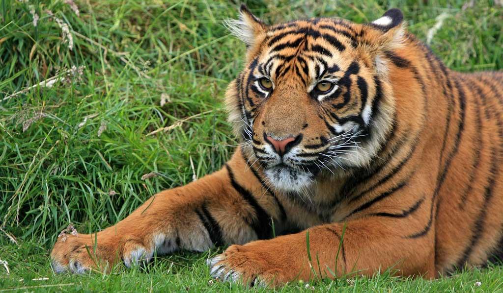 Tiger-in-Mount-Abu-Wildlife-Sanctuary