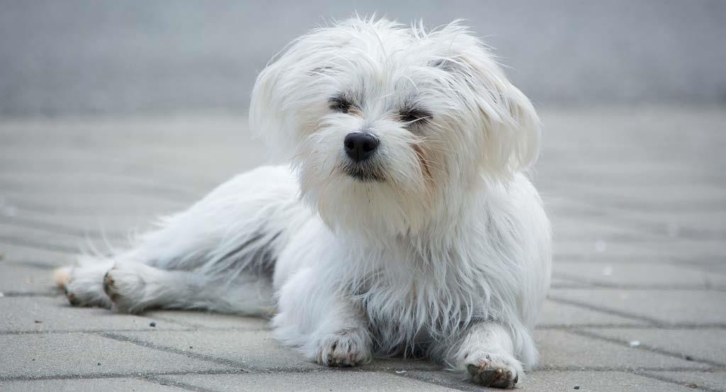 Beautiful-white-small-dog
