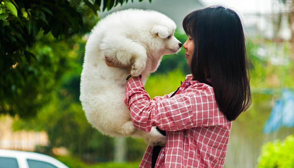 cute white samoyed pet dog with a girl