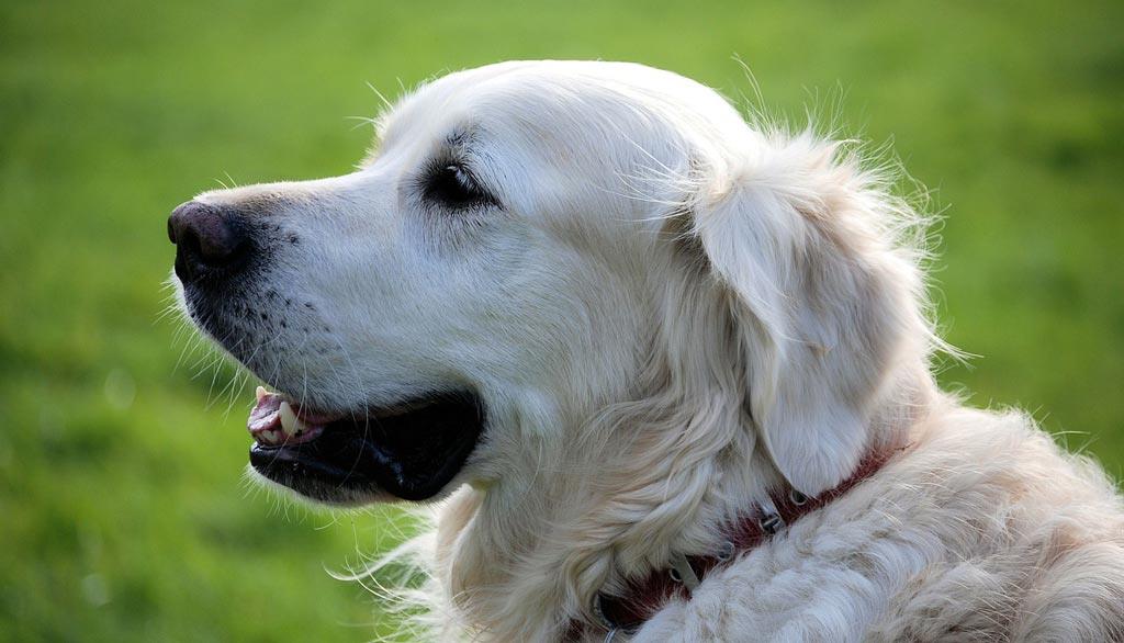 white pet retriever canine