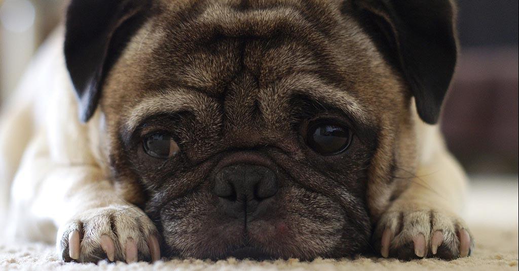 Close-up-of-Pug-Puppy-dog-canine