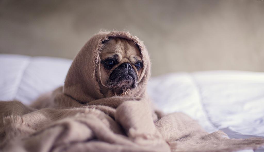 pug-dog-in-bed-with-blanket