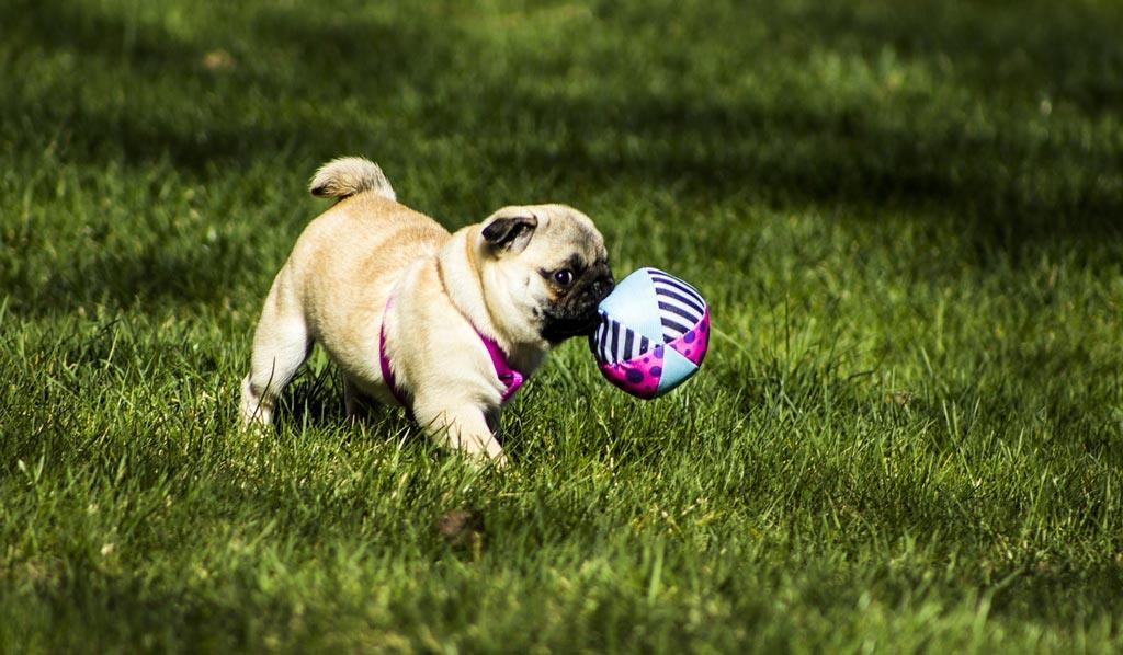 pug-puppy-playing-with-ball