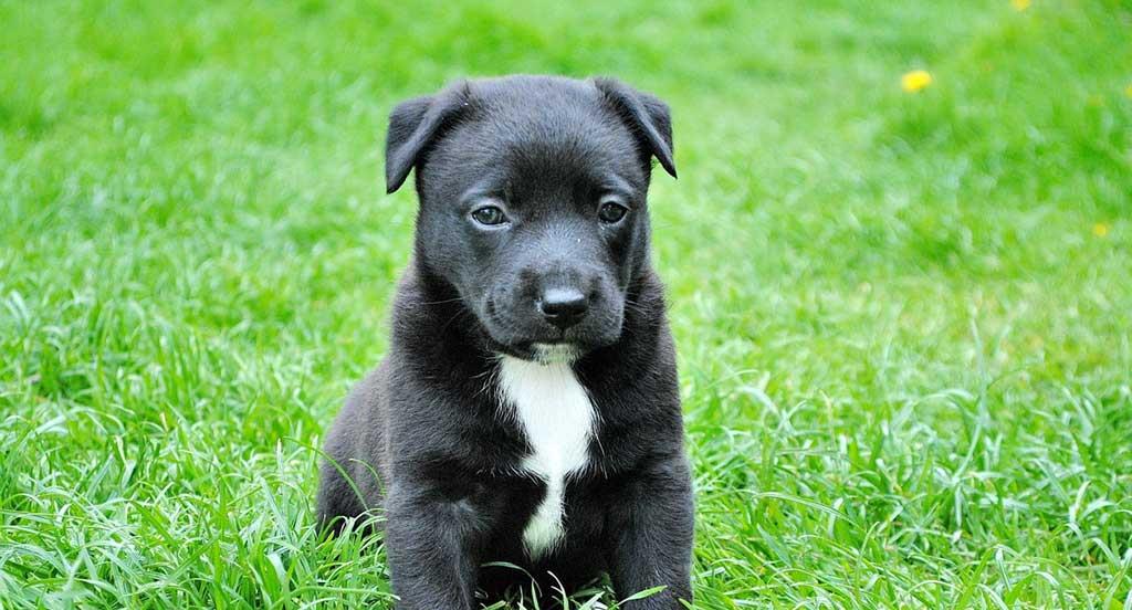 Black young puppy sitting in grass
