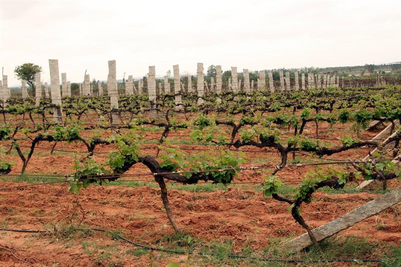vineyard in bangalore