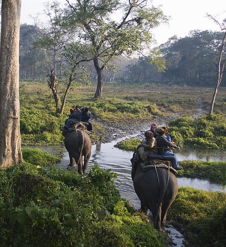 jungle safari