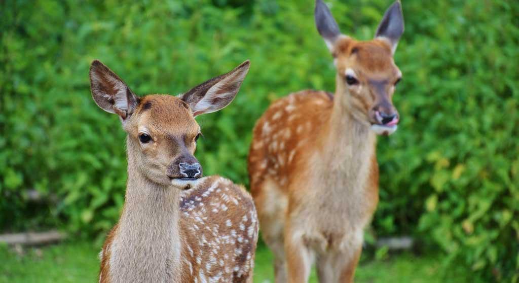 Deer-park-in-Gangtok