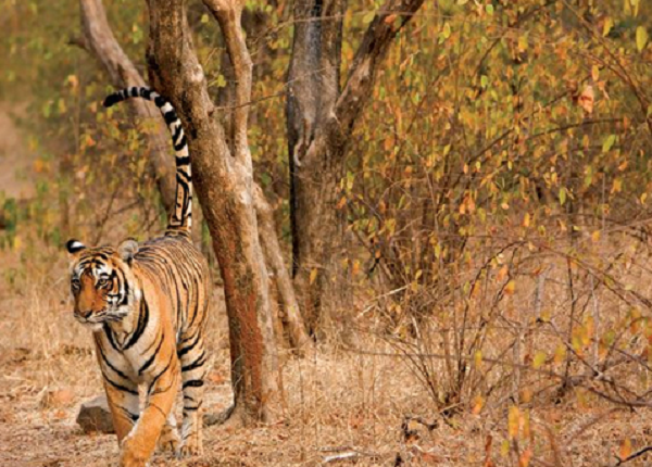 Ranthambore national park