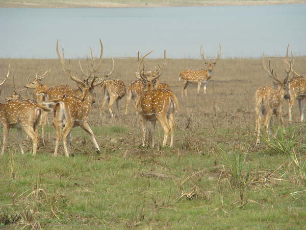 Jim Corbett national park