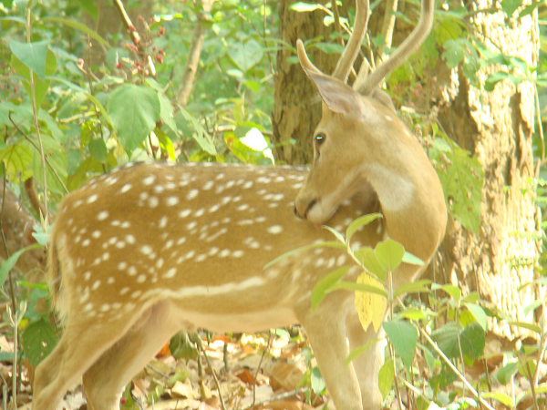 Bandipur National PArk