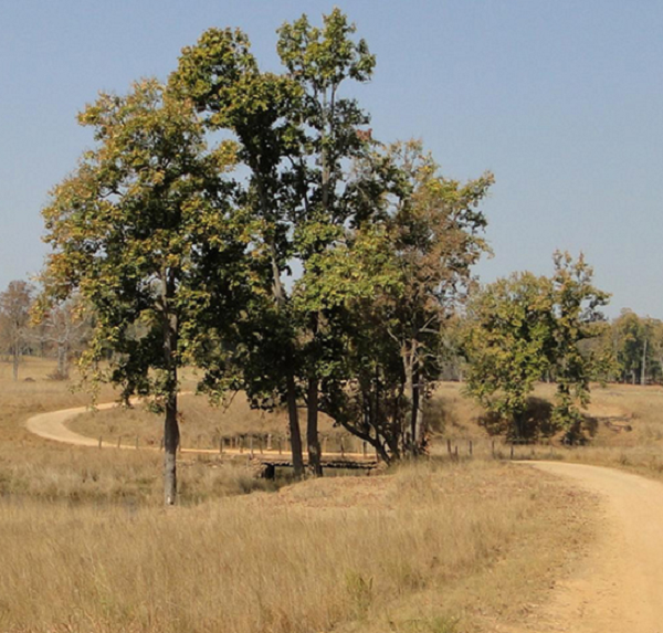 Kanha National Park