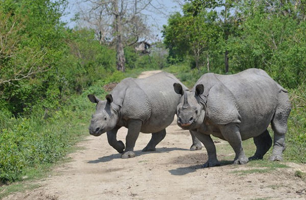 Kaziranga National Park