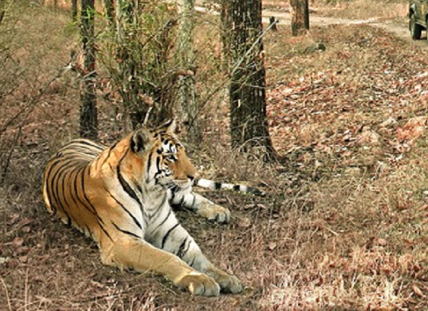Pench National Park