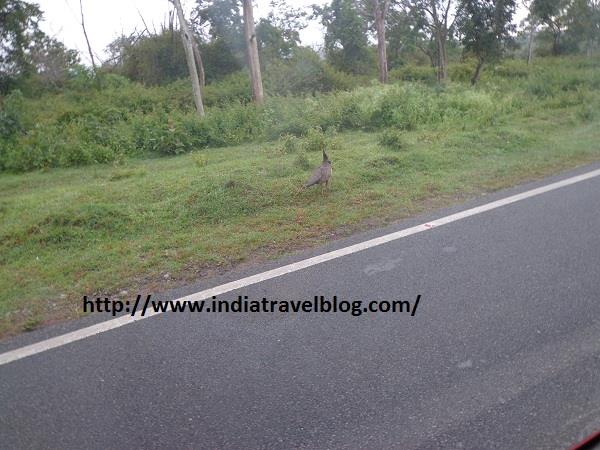 Peacock in Bandipur Karnataka