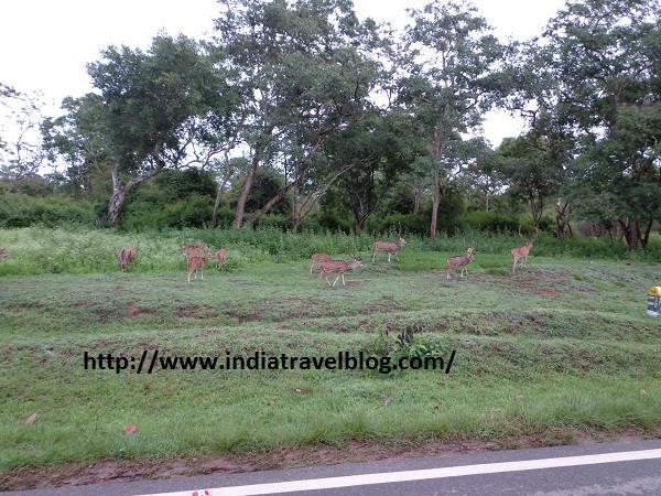 Deer in Bandipur Karnataka