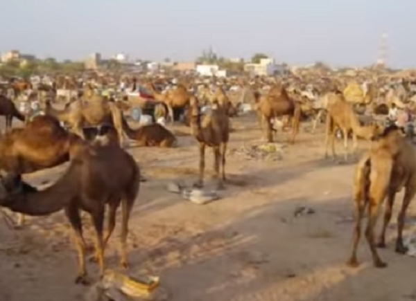 Nagaur Fair Jodhpur