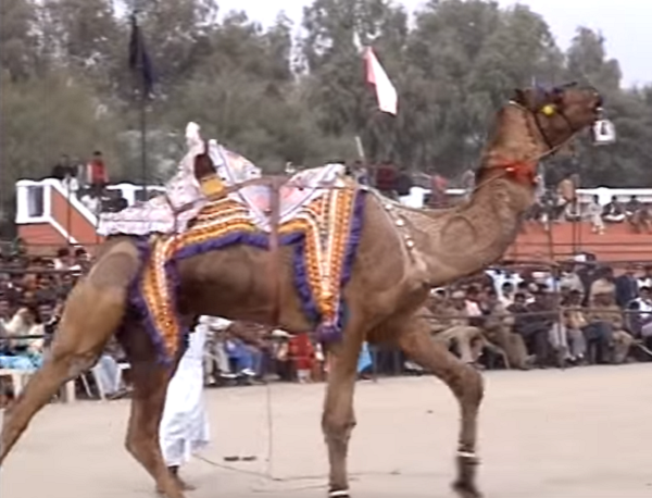 Camel Festival Bikaner