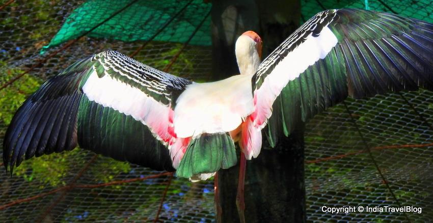 Arignar Anna Zoological Park Chennai