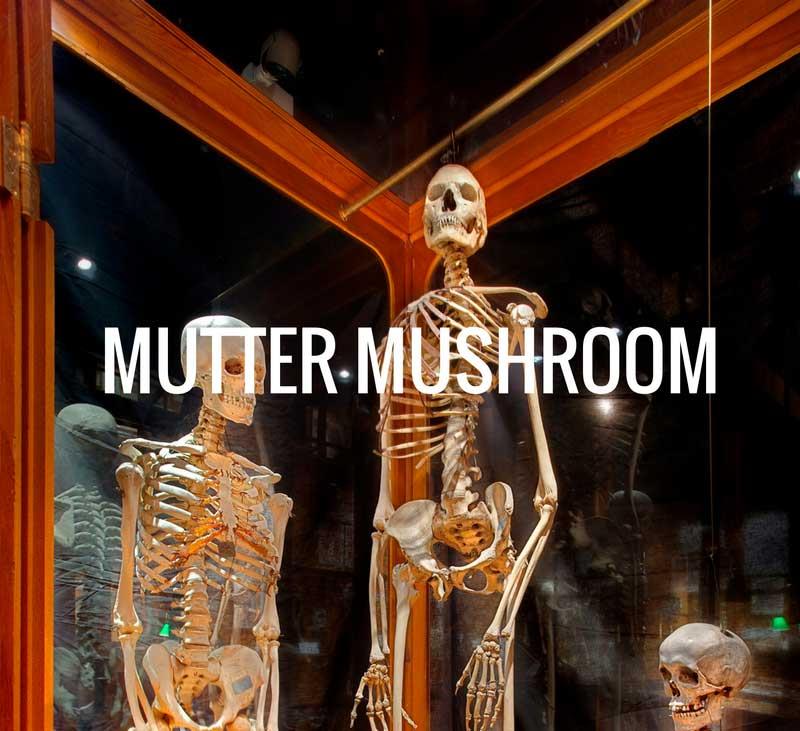 Mutter mushrooms