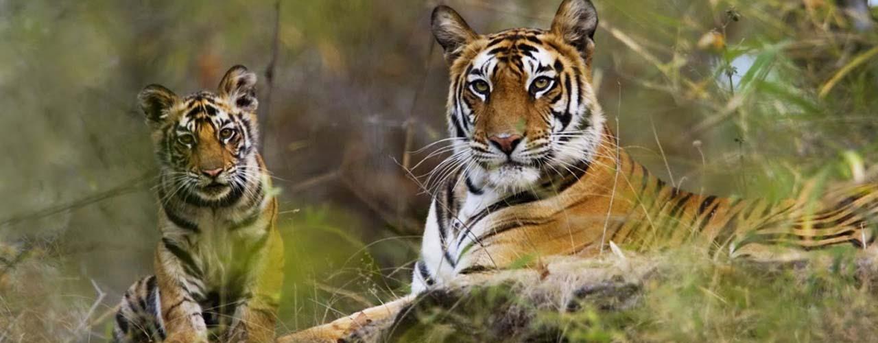 Encountering tiger in the Jim Corbett National Park