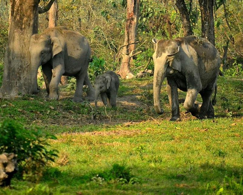 Manas National Park - Wildlife Tourism in Assam Manas National Park - Wildlife Tourism in Assam