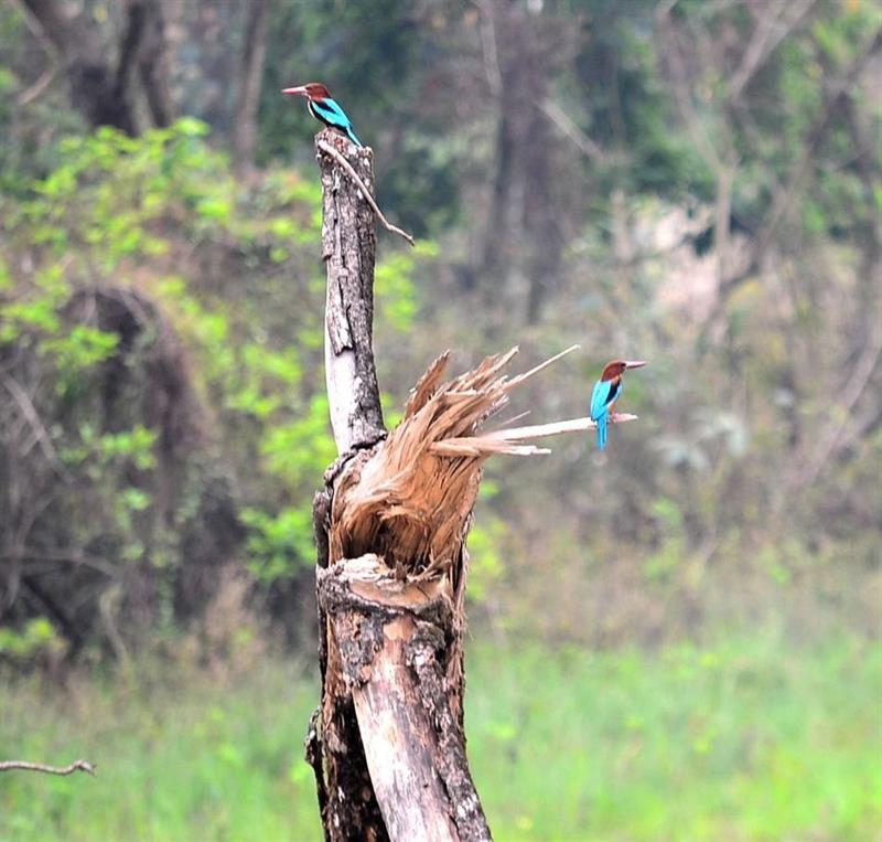kingfisher-manas national park