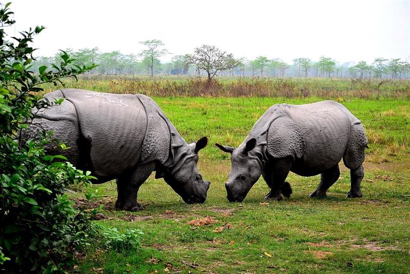 rhyno-manas national park