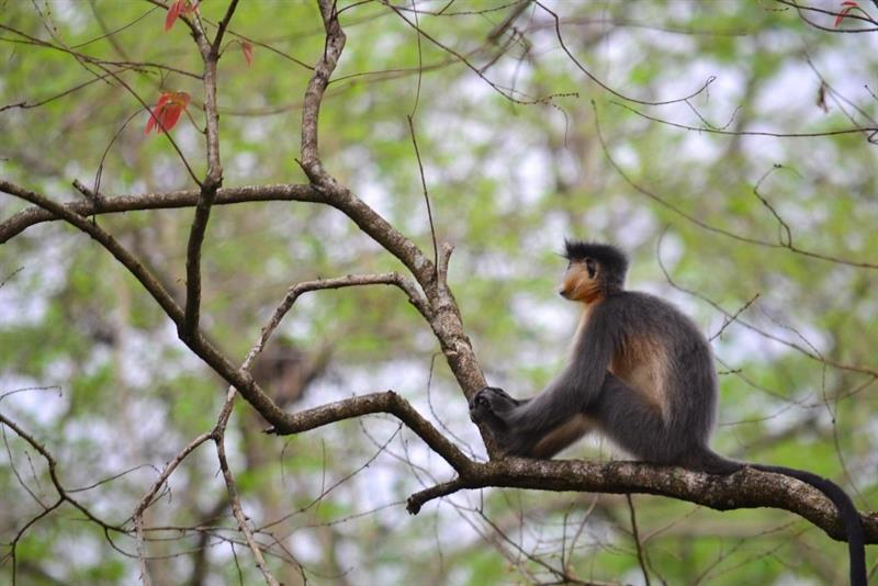 monkey-manas national park