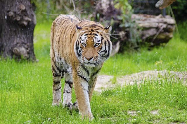 Jim Corbett- The Land of Tigers Jim Corbett- The Land of Tigers