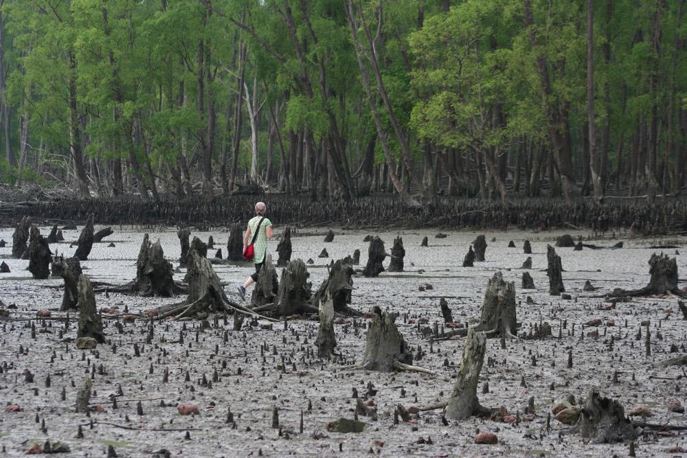 Sundarbans