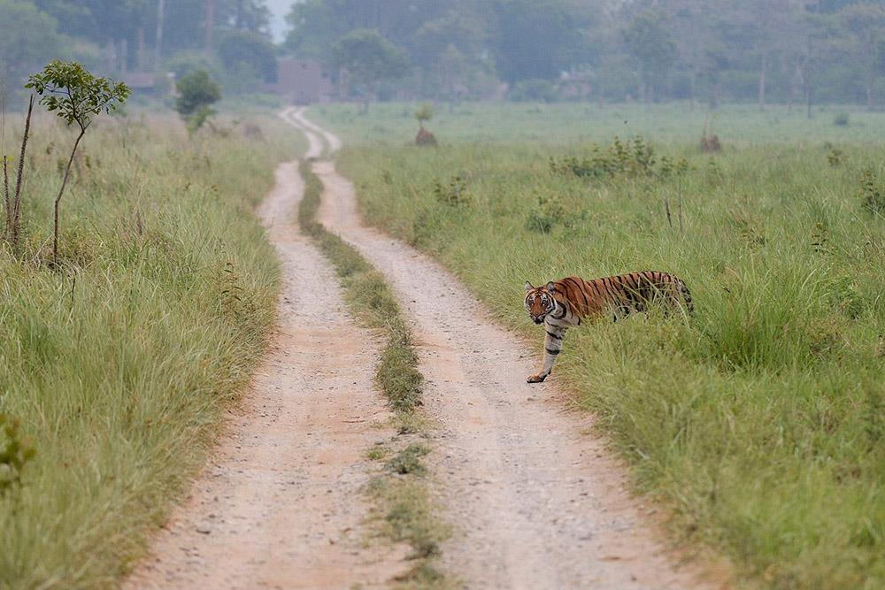 Jim Corbett National Park, Uttarakhand