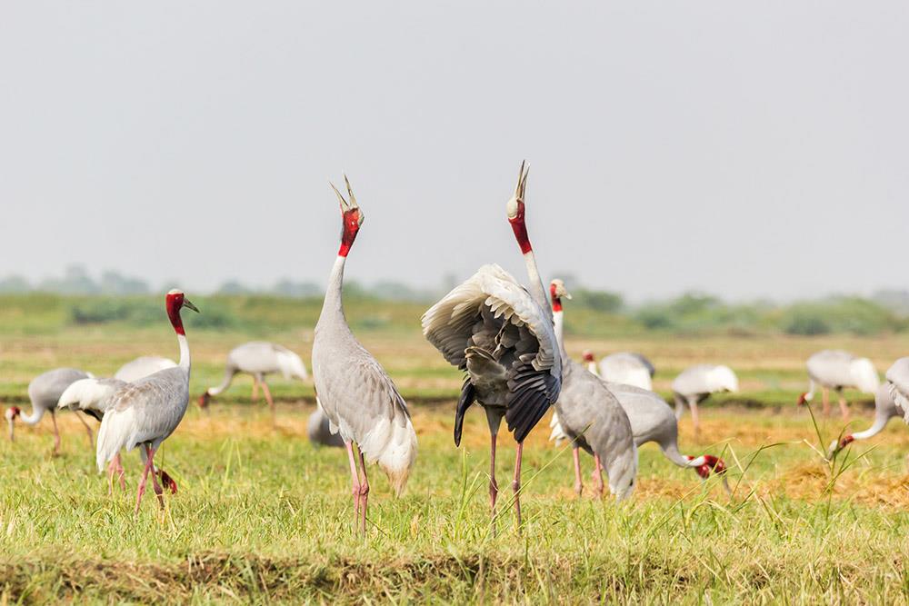 Sarus Crane Keoladeo National Park