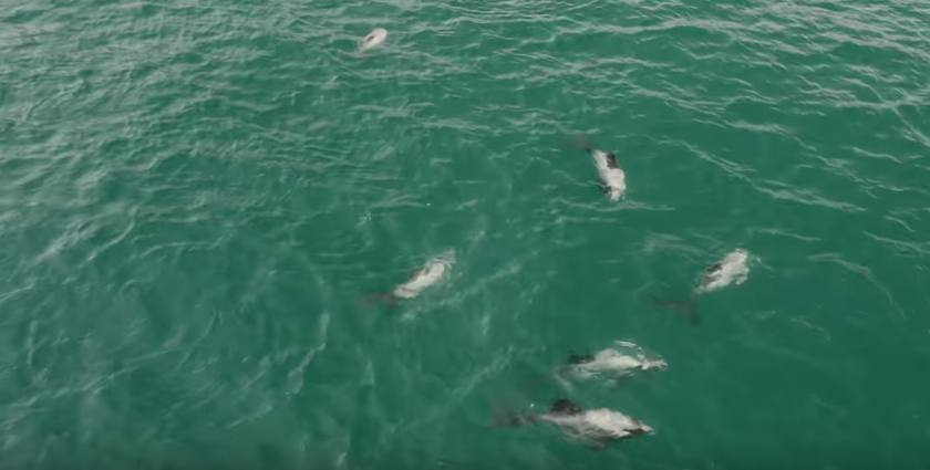 A Day in Kaikoura