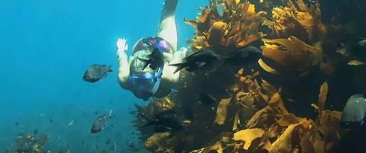 Goat Island Marine