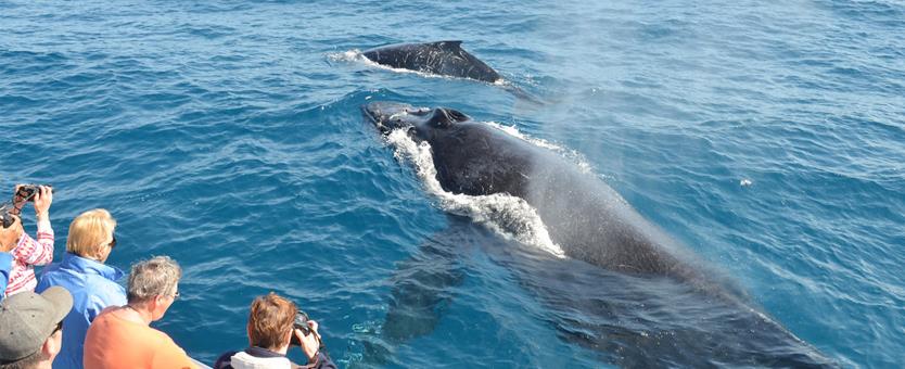 Whale Watching-Tourist Attractions in Byron Bay