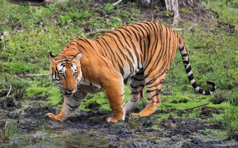 top 10 wildlife safari destination in india